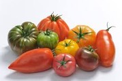 Tomates anciennes