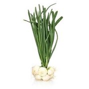 Oignons blancs nouveaux