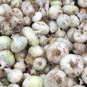 Oignons blancs