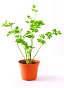 Plant de persil
