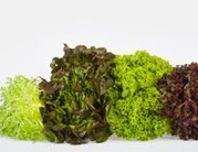 Salade