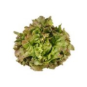 Salade batavia brune