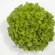 Salade feuille de chêne blonde