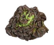 Salade laitue brune