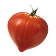Tomate coeur de boeuf